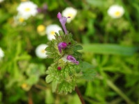 Lamium amplexicaule