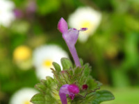 Lamium amplexicaule