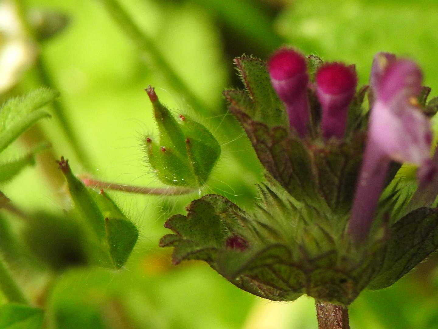 Lamium amplexicaule