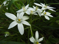 Ornithogalum umbellatum