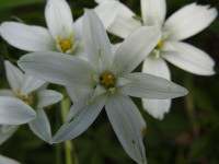 Ornithogalum umbellatum