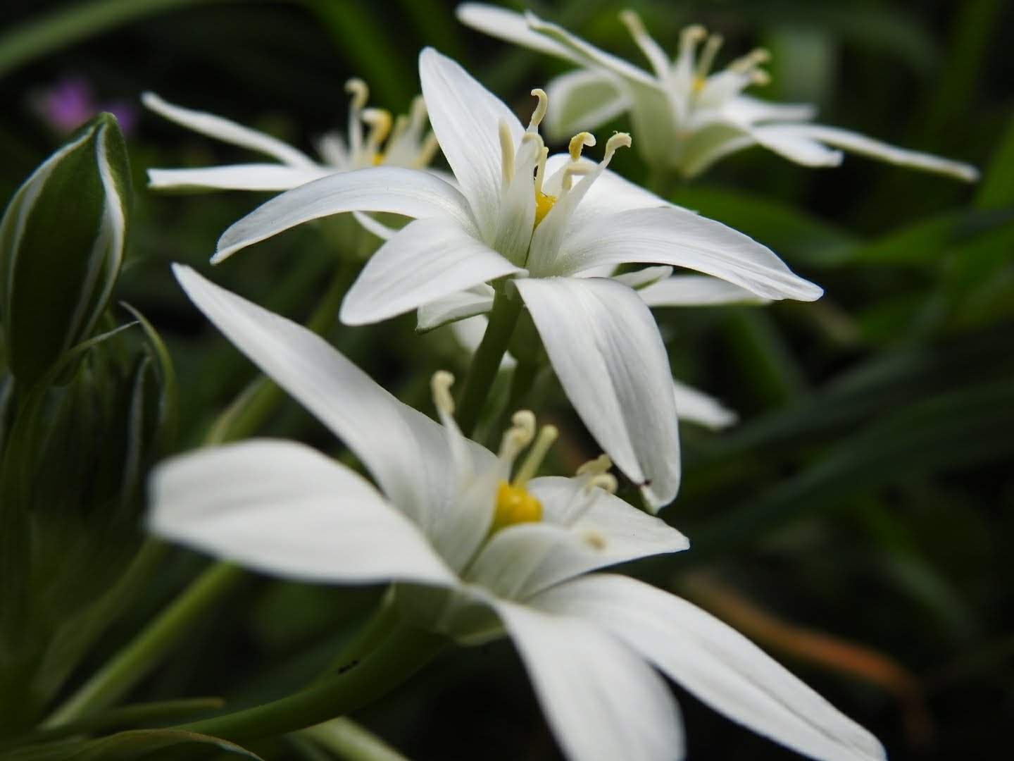Ornithogalum umbellatum