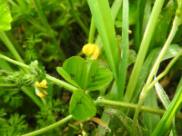 Medicago arabica