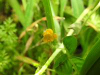 Medicago arabica