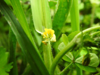 Medicago arabica