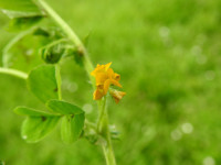 Medicago arabica