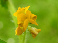Medicago arabica