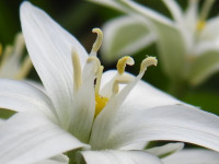 Ornithogalum umbellatum