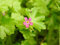 Geranium lucidum