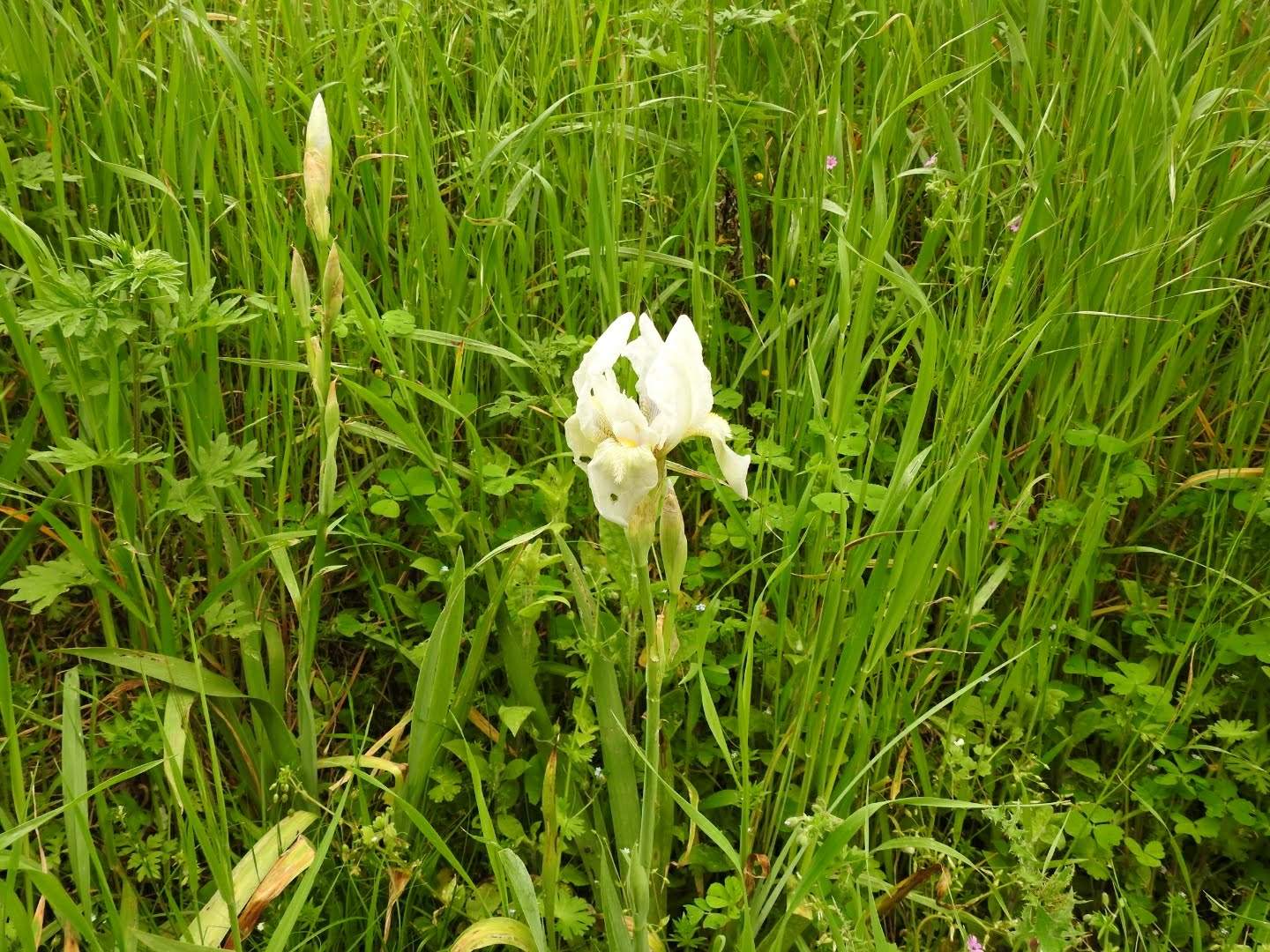 Iris lutescens