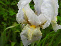Iris lutescens