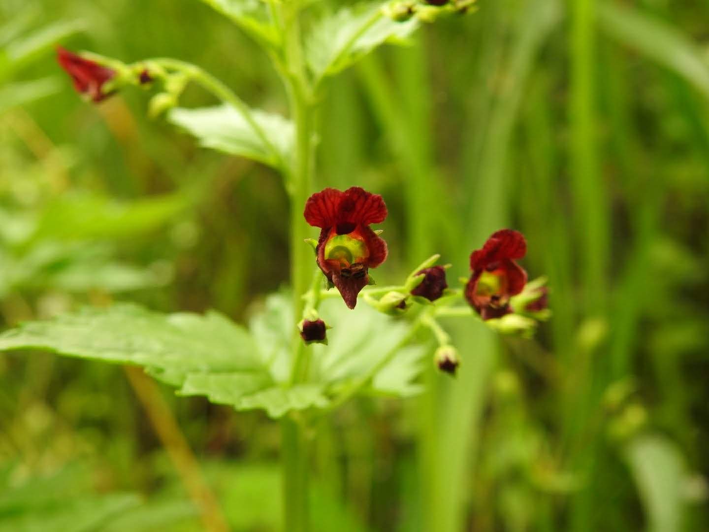 Scrophularia peregrina
