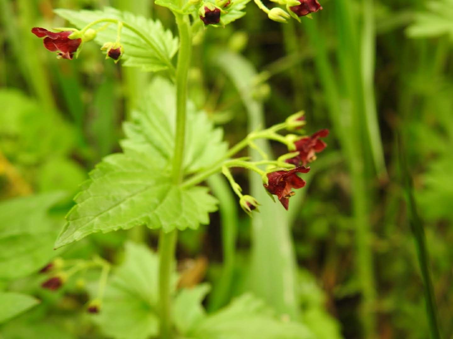 Scrophularia peregrina
