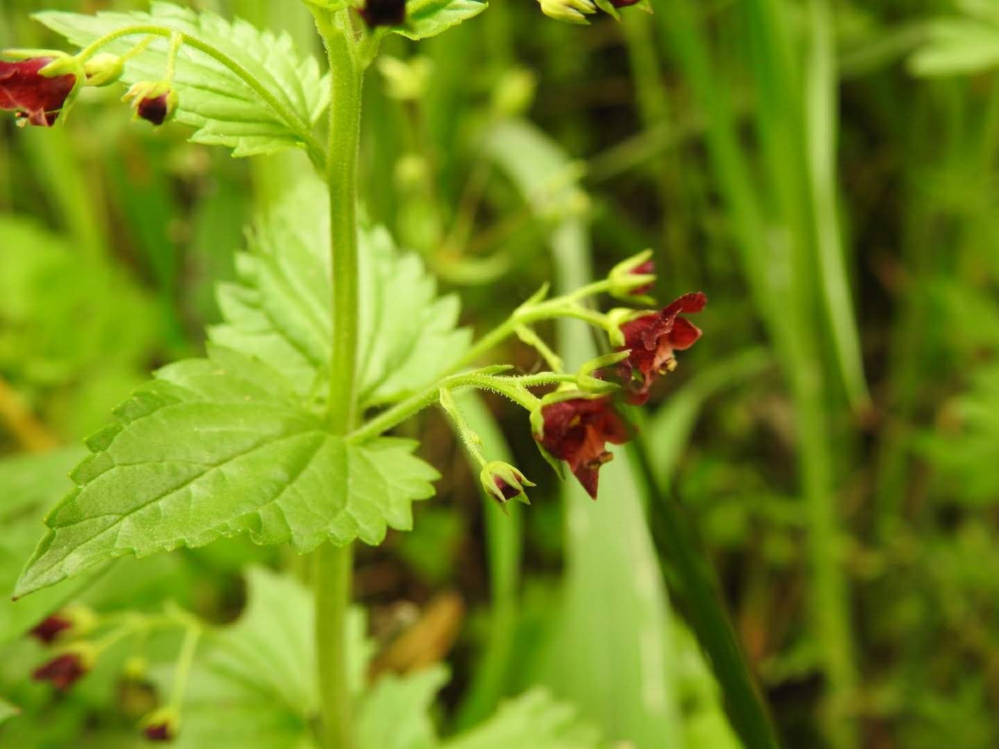 Scrophularia peregrina