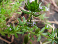 Galium aparine