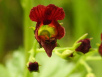 Scrophularia peregrina