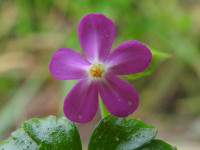Geranium lucidum