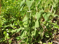 Arabis hirsuta