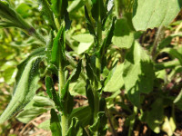 Arabis hirsuta