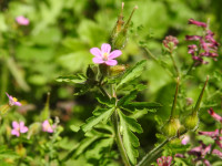 Geranium robertianum