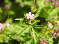 Geranium robertianum