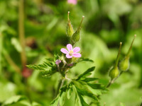 Geranium robertianum