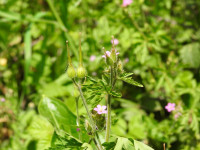 Geranium robertianum