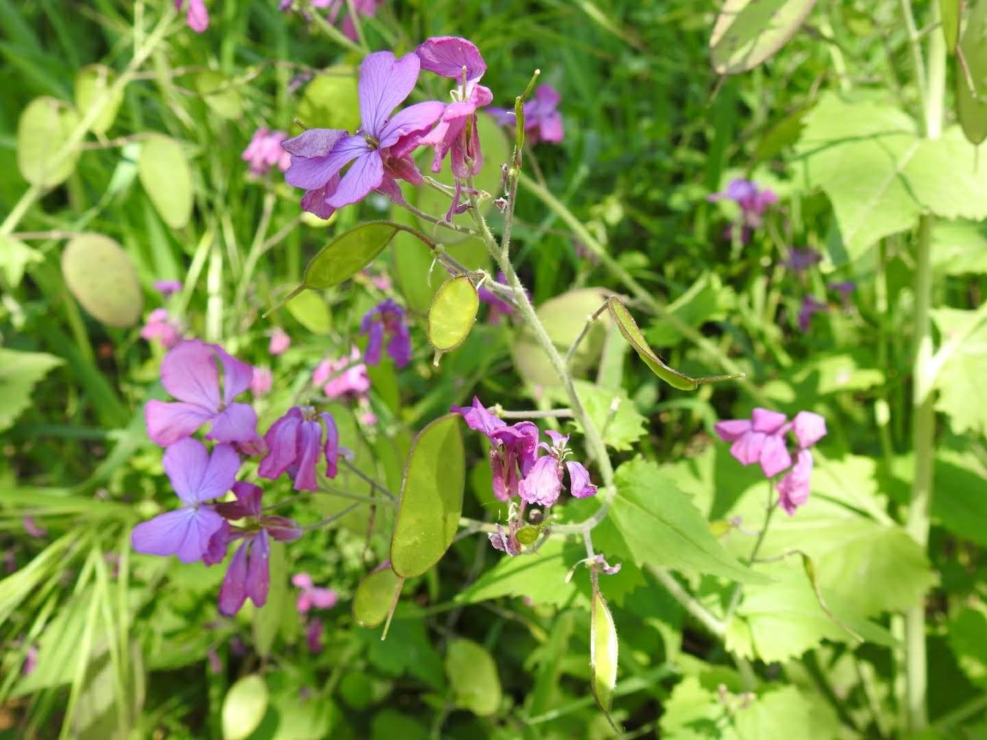 Lunaria annua