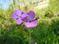 Lunaria annua