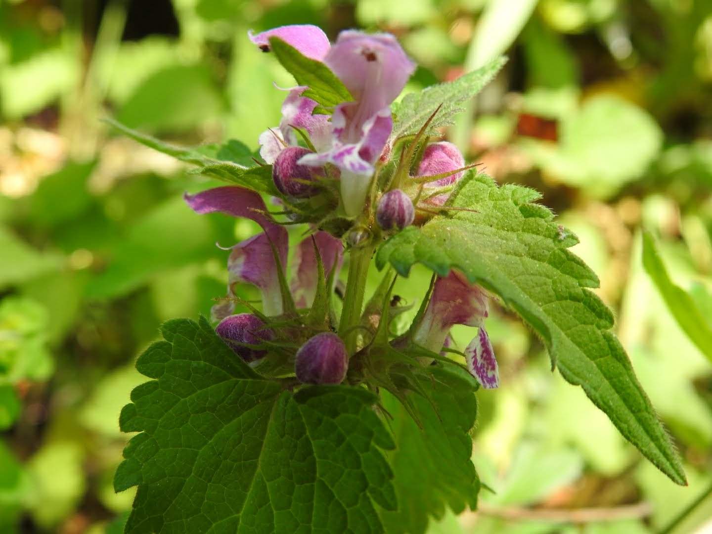 Lamium maculatum