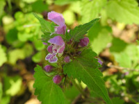 Lamium maculatum