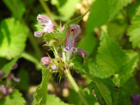 Lamium maculatum
