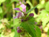 Lamium maculatum