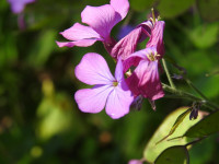 Lunaria annua
