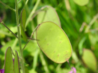 Lunaria annua