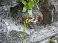 Arabis hirsuta