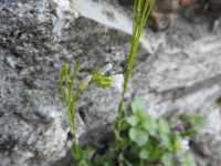 Arabis hirsuta