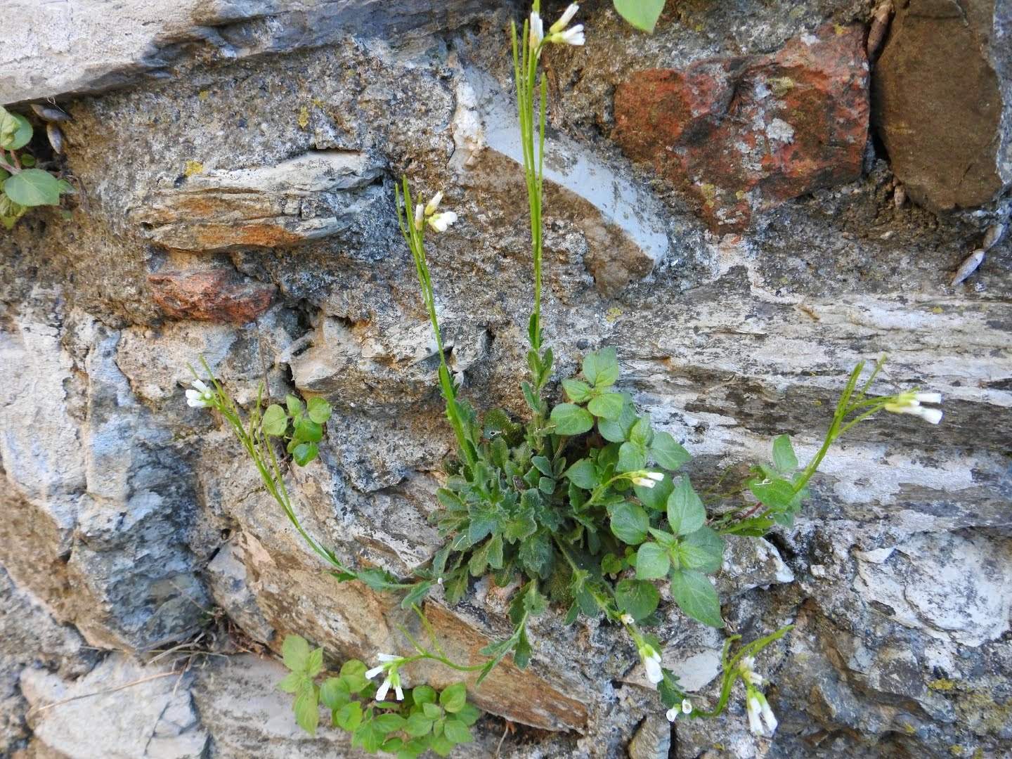 Arabis hirsuta