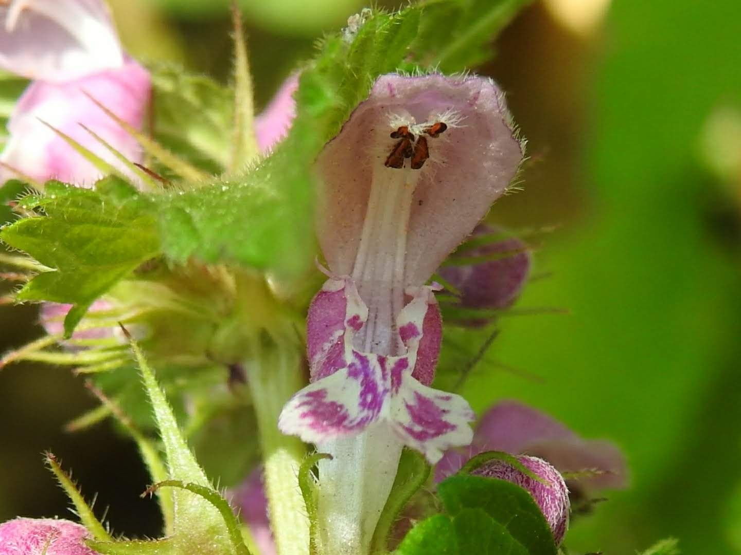 Lamium maculatum