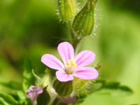 Geranium robertianum