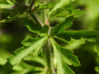 Geranium robertianum