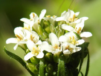 Arabis hirsuta