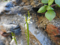 Arabis hirsuta