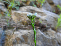 Arabis hirsuta