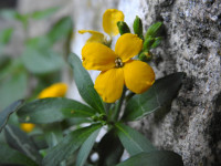 Erysimum cheiri