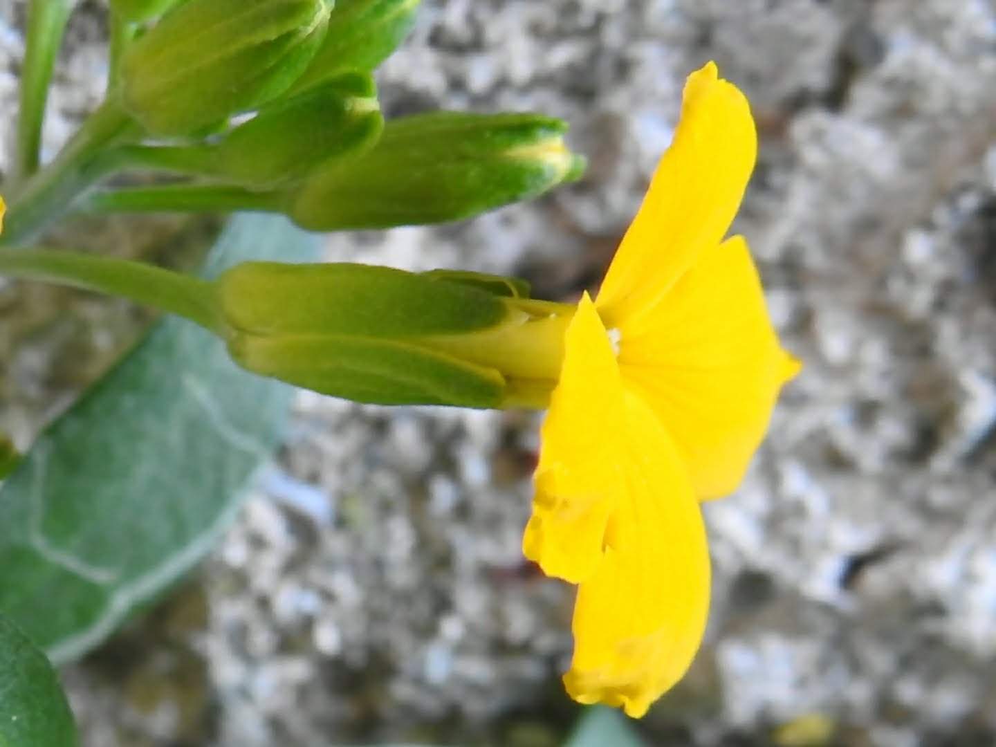 Erysimum cheiri