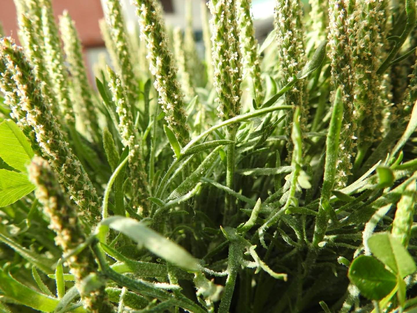 Plantago coronopus