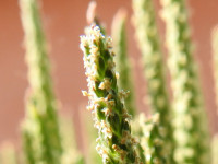 Plantago coronopus