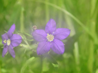 Legousia speculum-veneris