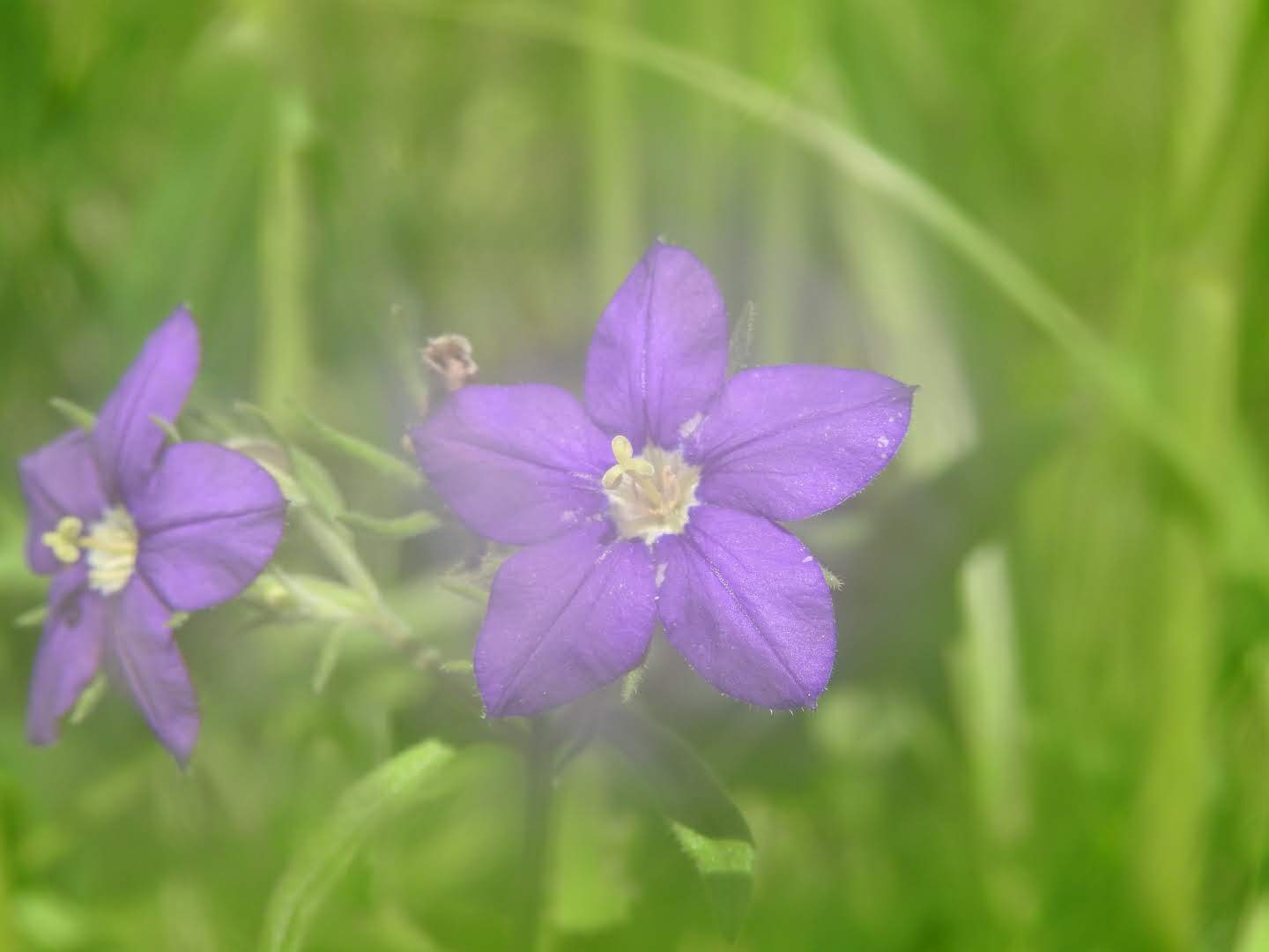 Legousia speculum-veneris